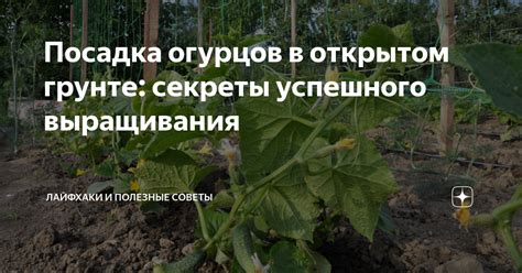 Секреты успешного выращивания и полезные советы