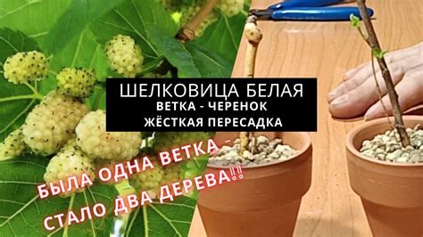 Секреты успешного выращивания шелковицы в Ленинградской области