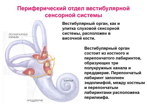 Сенсорная система: работа и устройство