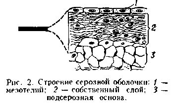 Серозная оболочка: ключевые аспекты