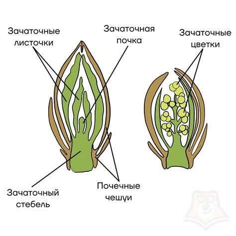 Символика в растении