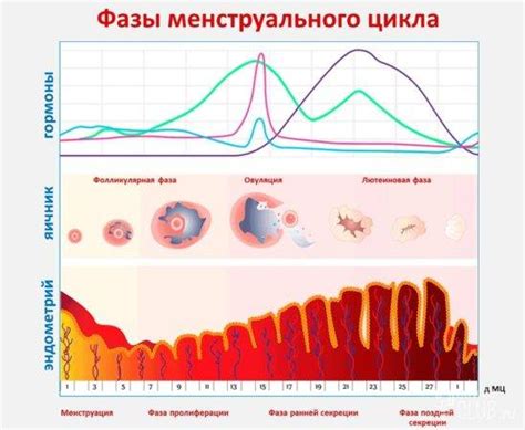 Симптомы и признаки необычно повышенной температуре в одной из стадий менструального цикла