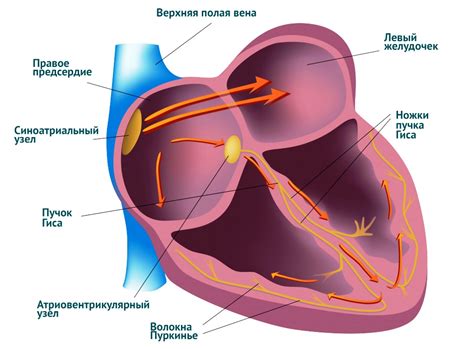 Симптомы нарушения синусового ритма сердца