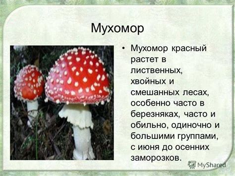 Симптомы отравления мухомором