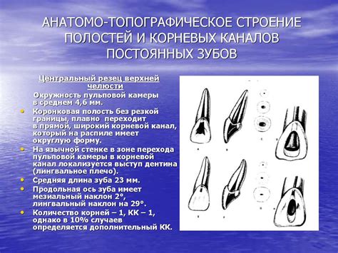 Система каналов и поров в губках