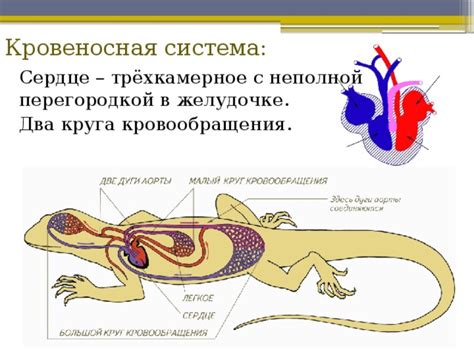 Система кровообращения у змей и ящериц: особенности строения