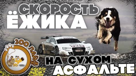 Скорость на асфальте