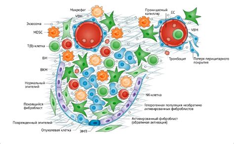 Снижение активности фибробластов