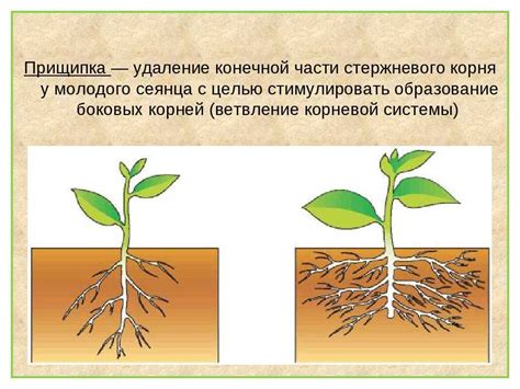 Снижение риска повреждения корневой системы растений