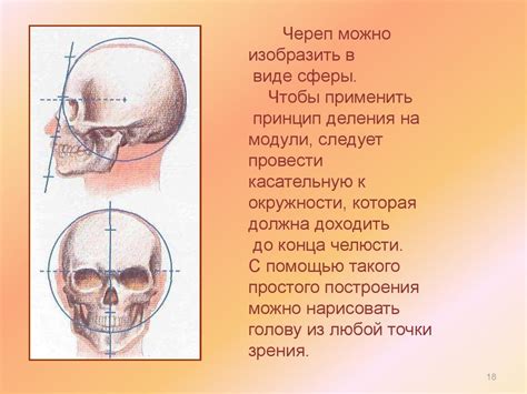 Соблюдение размеров и пропорций