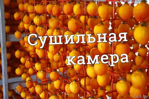 Советы по сушке фруктов