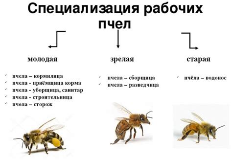 Создать благоприятные условия для размножения пчел