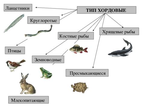 Состав и структура: ключевые отличия мяса рыбы и животных