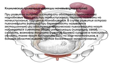 Состояние и последствия поражения мочеполовой системы при проведении гинекологического вмешательства