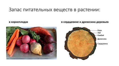 Сохранение вкуса и питательных веществ