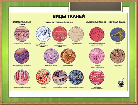 Специализированные клетки и ткани