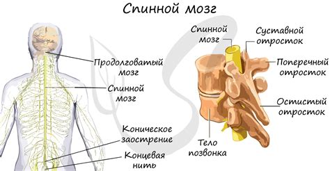 Спинной мозг и физическая активность