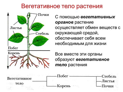 Спинообразные структуры у растительных органов