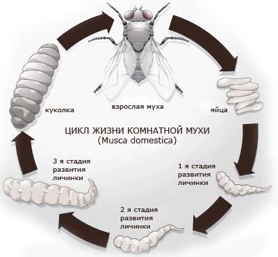 Способы борьбы с зелеными мухами