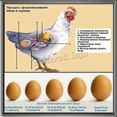 Способы определения наличия яйца у курицы