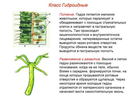 Способы питания гидры