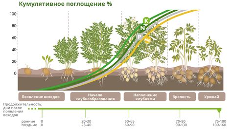 Способы поглощения питательных веществ без корней