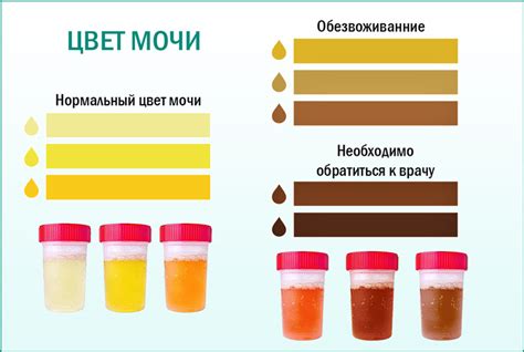 Сравнение воздействия других продуктов на цвет мочи