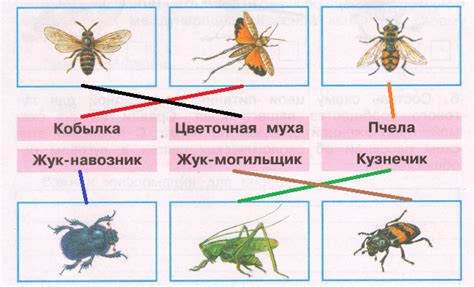 Сравнение пчелы и мухи: