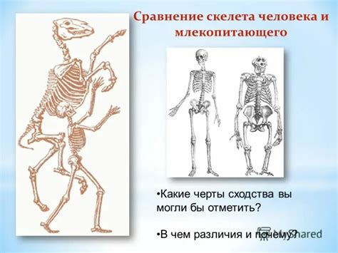 Сравнение строения скелета человека и млекопитающих