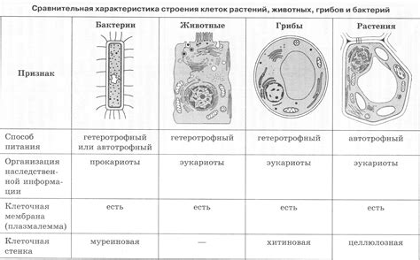 Сравнение с гетеротрофией в клетках