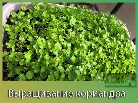 Сроки сбора и использование свежей кинзы