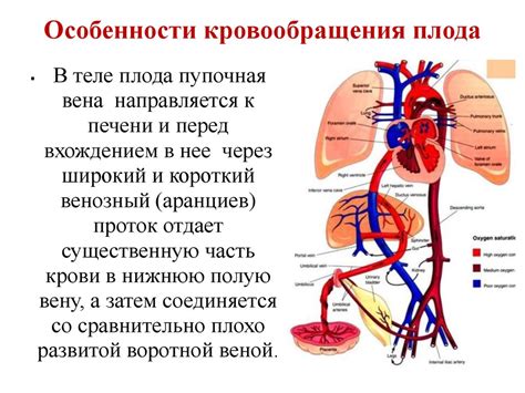 Стимуляция кровообращения и сердечно-сосудистой системы