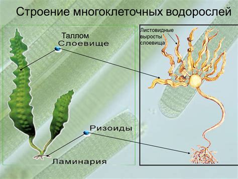 Строение водорослей: уникальность без корней