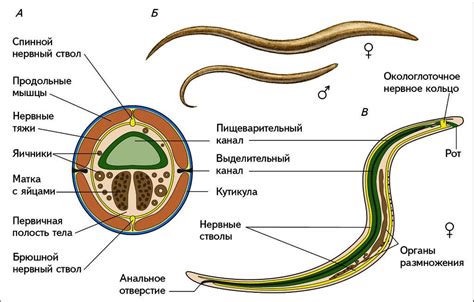 Строение выделительной системы у круглых червей