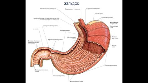 Строение коровьего желудка