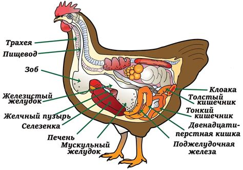 Строение крыльев у куриц