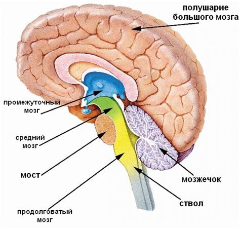 Строение мозга