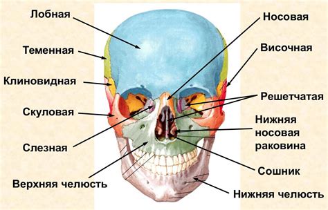 Строение мозга и черепа