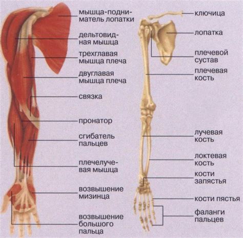 Строение руки человека-паука