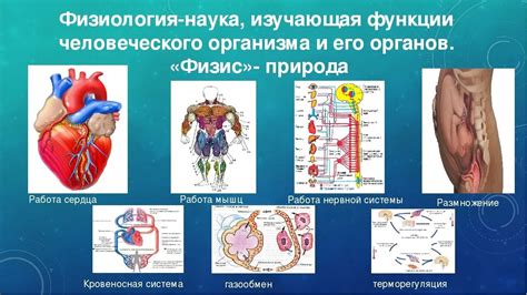 Строение тела и особенности организма