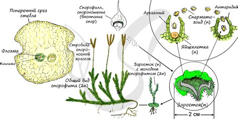 Структура и распространенность плаунов