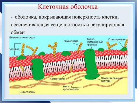 Структура и функции адвентициальной оболочки