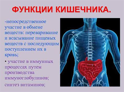 Структура и функции желудка, кишечника, кроющих желез и других органов