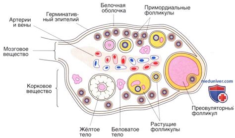 Структура и функции яичников