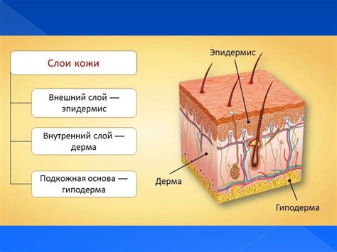 Структура кожи кальмаров