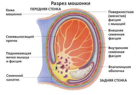 Структура мошонки кенгуру является уникальной