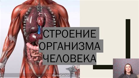 Структура организма: что формирует нашу внутреннюю сущность?