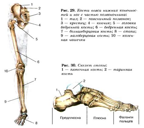 Структура скелета нижних конечностей