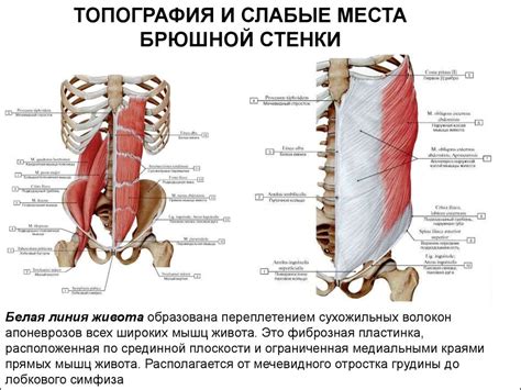 Структура спины и живота