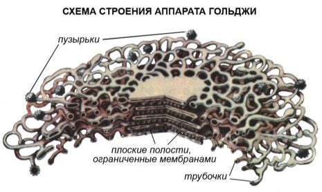 Существует ли аппарат Гольджи?